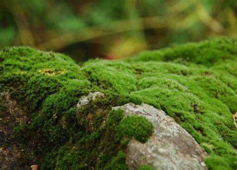 青苔怎麼養|【青苔怎麼養】「青苔怎麼養？室內造景的秘密武器，讓你家充滿。